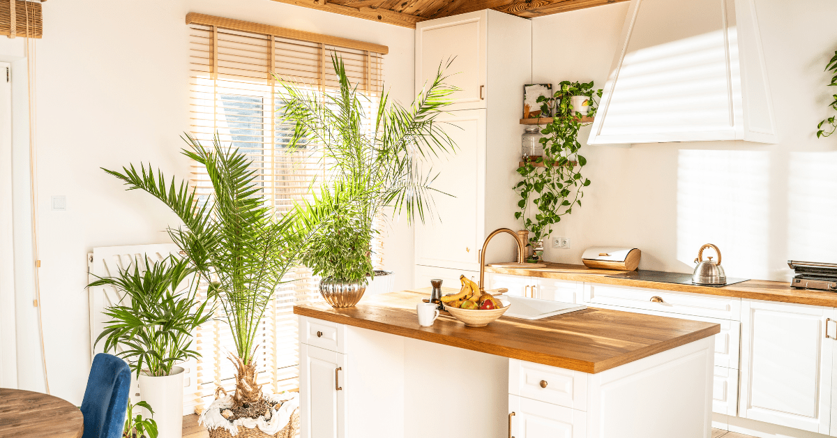 Green plants in a kitchen.