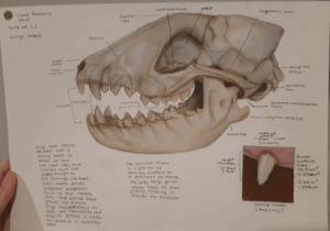 Miss D the Teacher: Bones