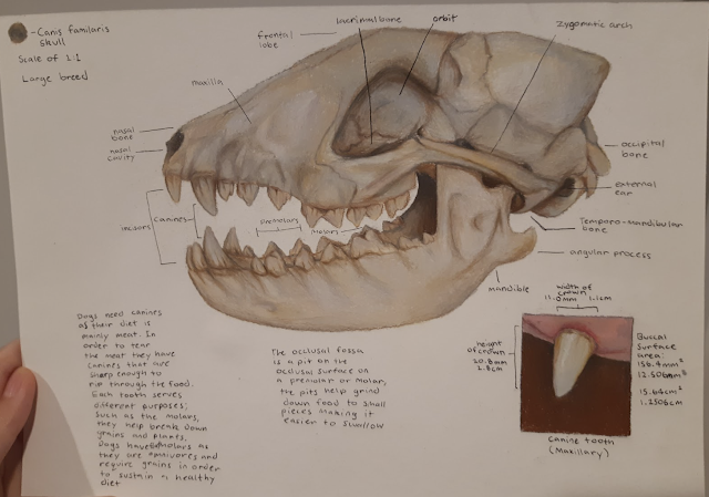 Miss D the Teacher: Bones