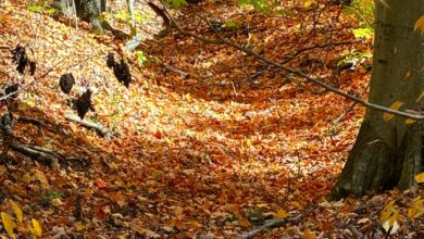 Could inner thoughts be our superpower instead of our nemesis?  — Yoga Trail Talks