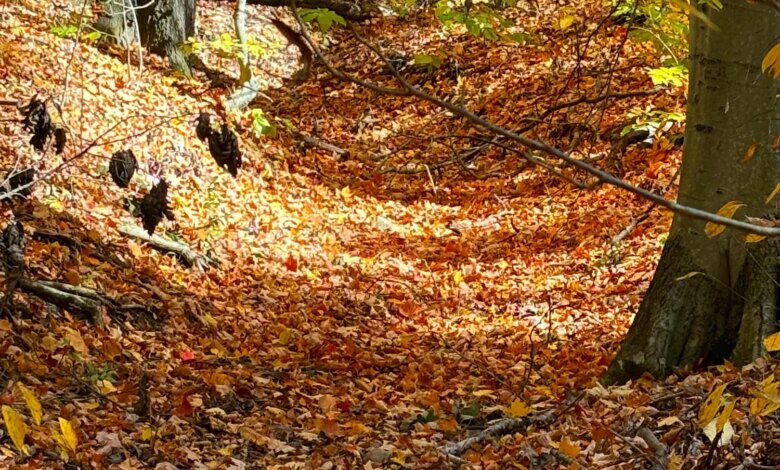 Could inner thoughts be our superpower instead of our nemesis?  — Yoga Trail Talks