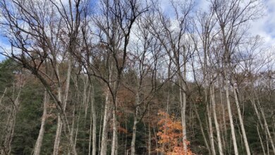 When Life is in a Dry Season — Yoga Trail Talks