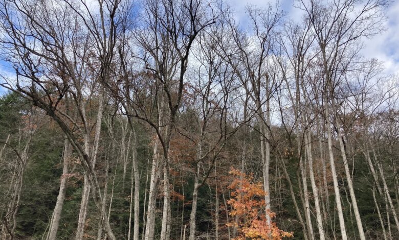 When Life is in a Dry Season — Yoga Trail Talks
